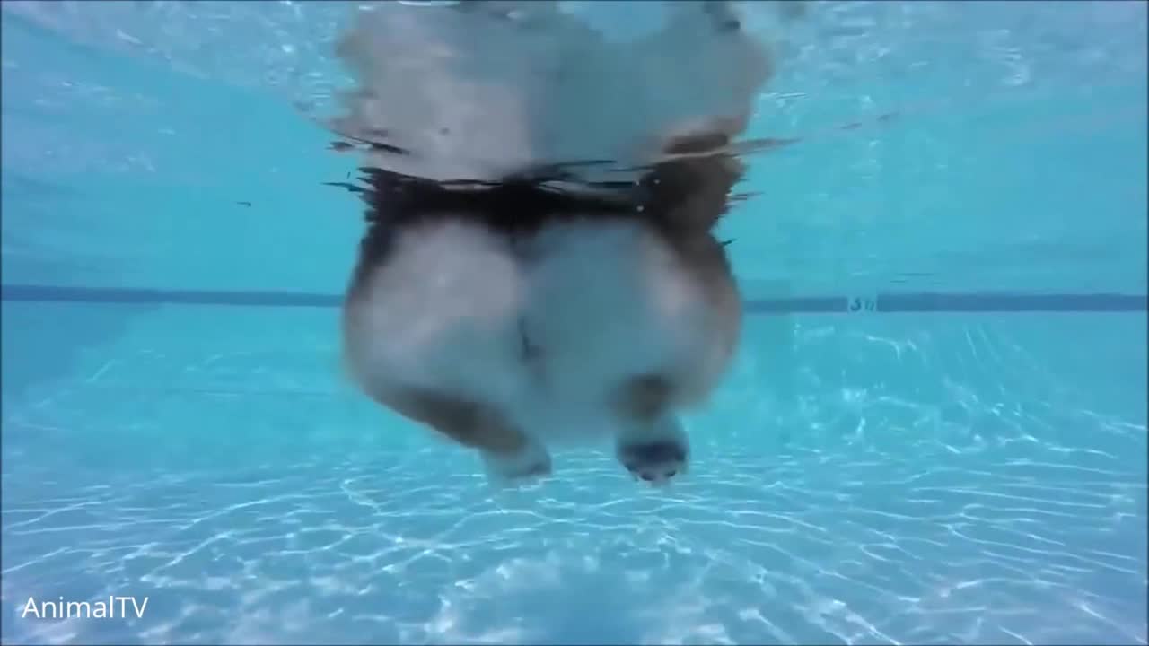 Corgi Swimming in a pool of water | Cute Dog
