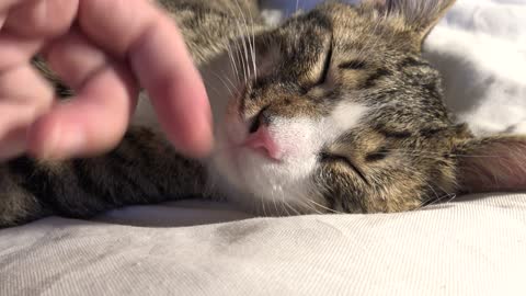 Tickling the Chin of the Baby Cat