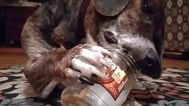 Brown dog licks peanut better out of can