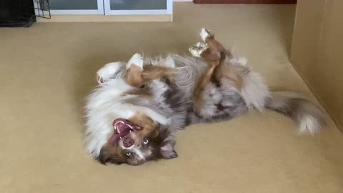 Australian Shepherds are very special dogs