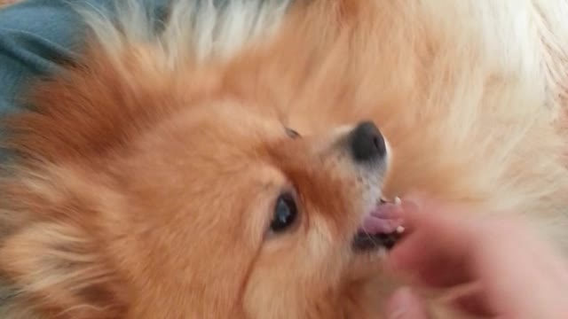 Cute brown Pomeranian dog