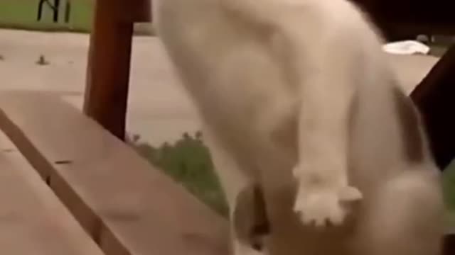 If you laugh 😂 you lose 😭 - Funny animals compilation