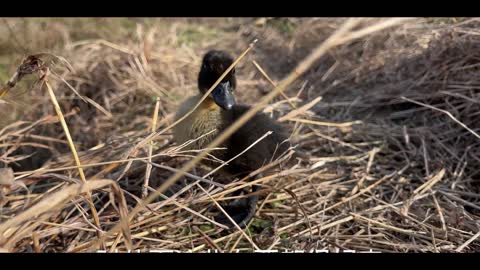 little black duck