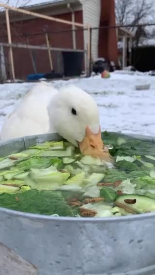 Duck 🦆🦆🦆