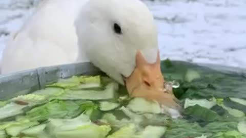 Duck 🦆🦆🦆