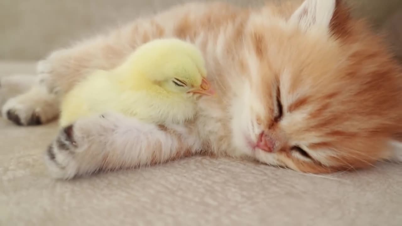 cute kittens