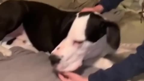 Big dog eating BIG stuff