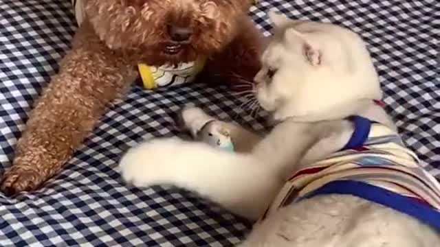Animals are so Cute and Smart