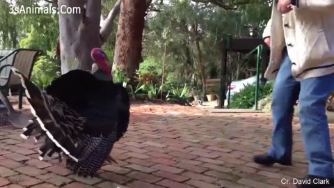 Funny Different Animals Chasing and Scaring People