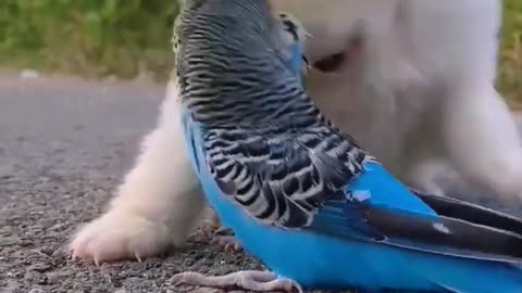 Very cute video dog birds 🐦 Lovely video