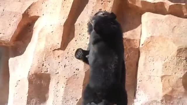 Black bears fight