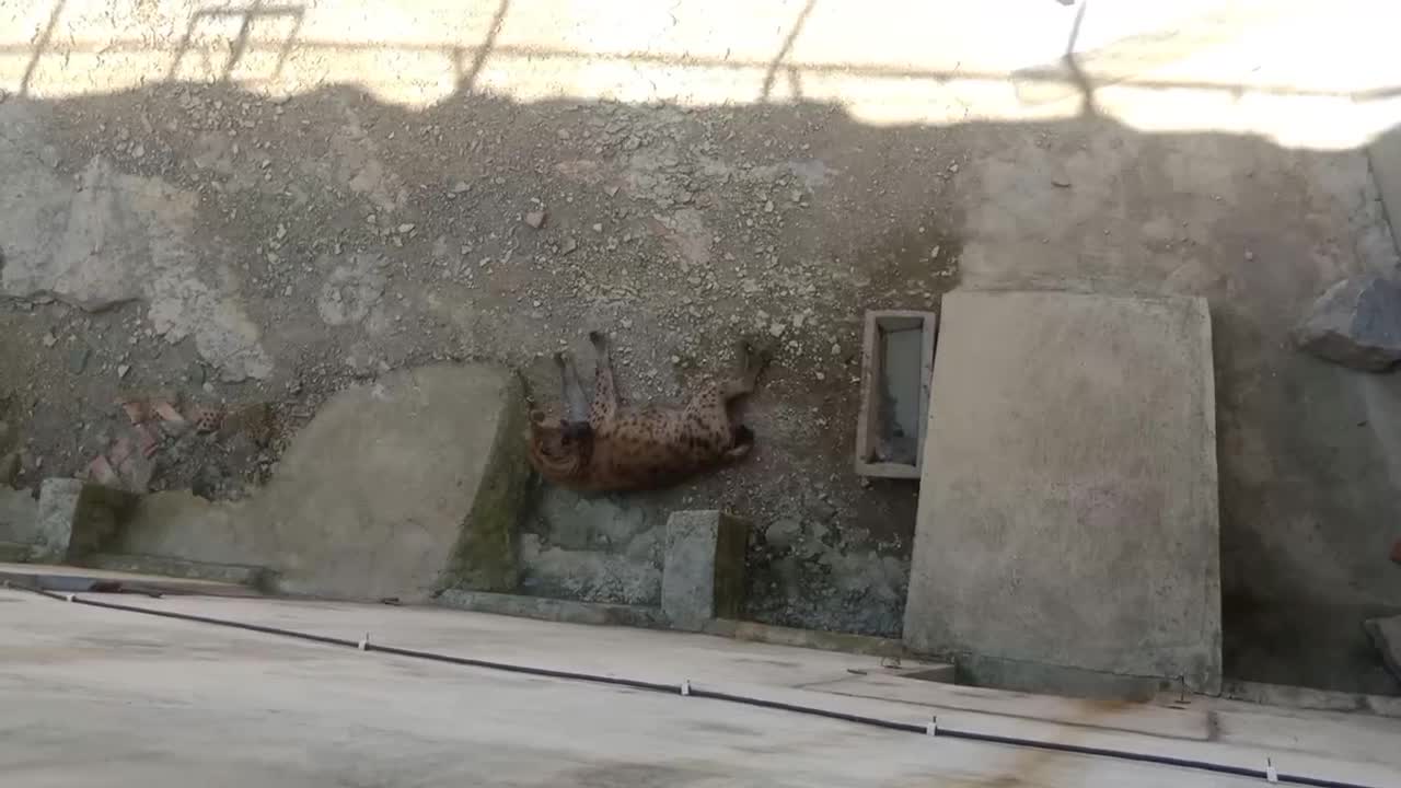 Hyenas are hot