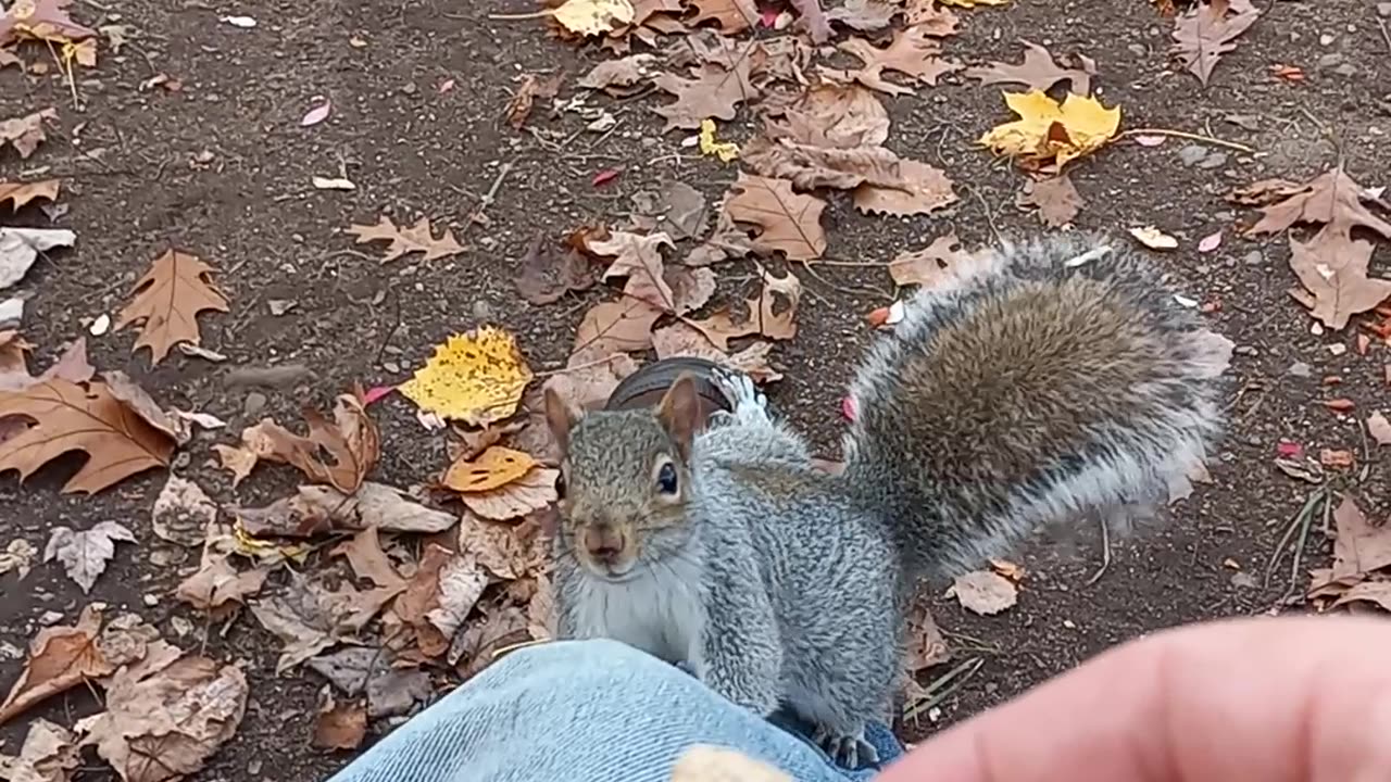 Tree rat fur Buddies