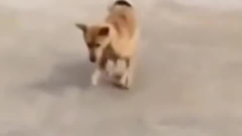 DOG DANCE !