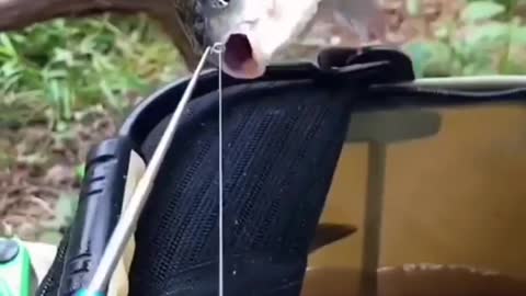 This is a beautiful and charming water-dwelling species