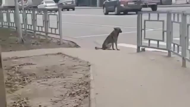 Dog smarter than many humans