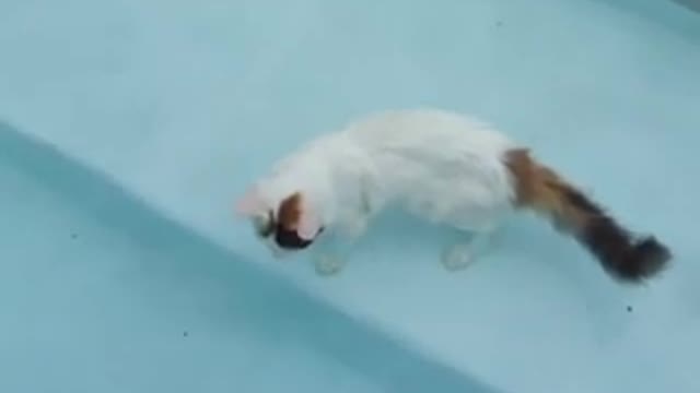 Purring Turkish Van Cat in Pool- Swimming Cats