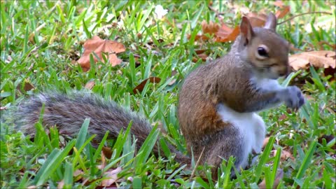 Best Attractive Squirrel Meditation Sleep Relax Music 4K Ultra HD