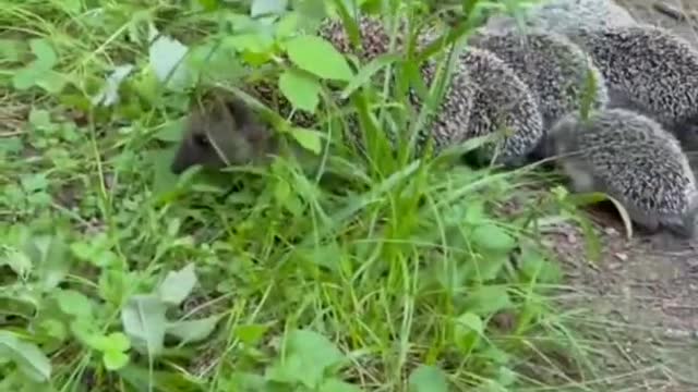 cute little hedgehogs