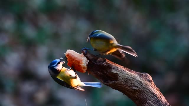 Blue tit birds.