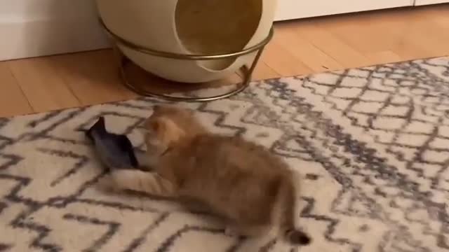 cute cat video