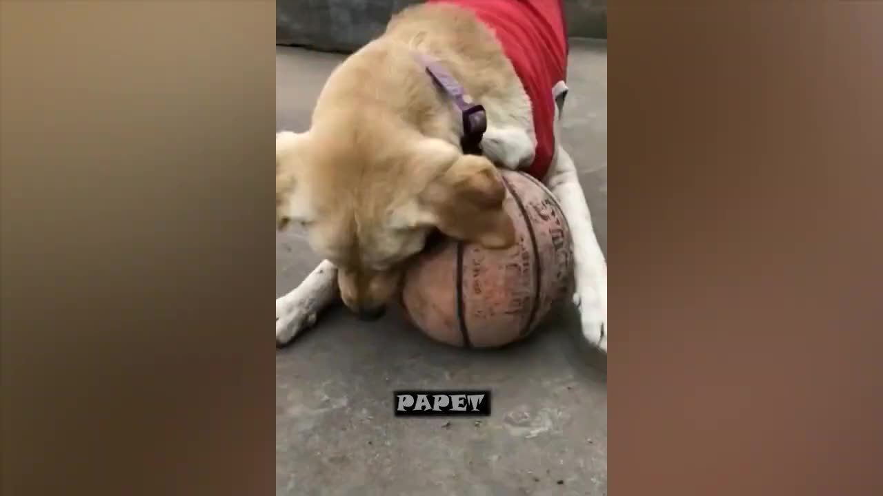 New Funniest Animals 2023