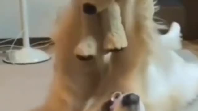 Funny Dog Playing With Teddy 🤗❤️😂