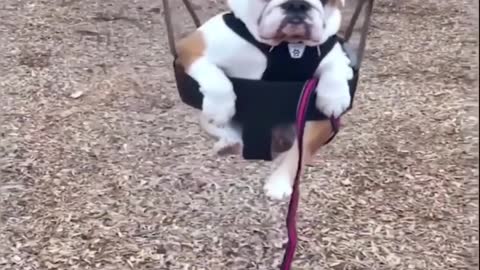 Baby Animals Funny Videos Compilation - Pet Lover