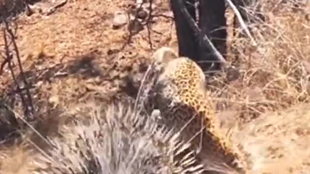 Warthog fights off leopard and hyenal.