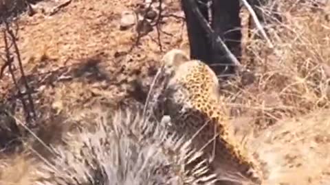 Warthog fights off leopard and hyenal.