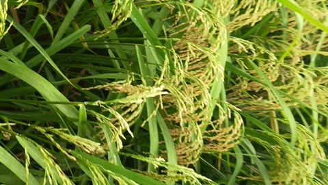 India's best agricultural rice