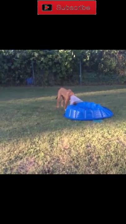 Best Funny Video Clips #shorts (118)