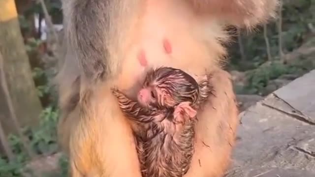 New born monkey baby