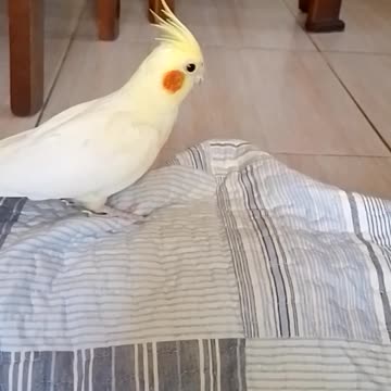Domestic cockatiel