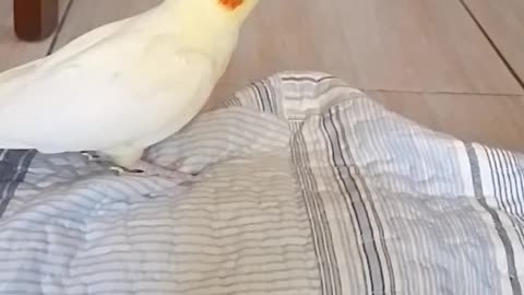 Domestic cockatiel