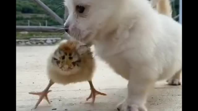 baby dog ​​playing