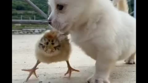 baby dog ​​playing