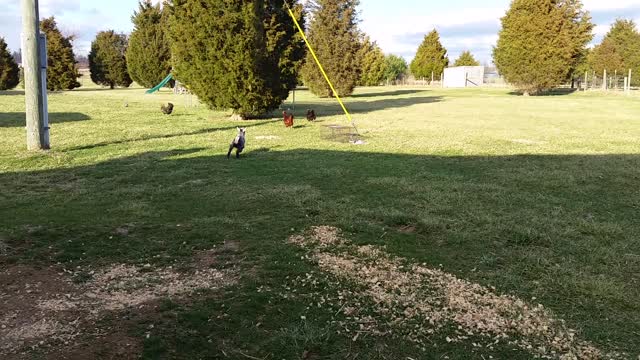 Chicken Plays with Excitable Baby Goat