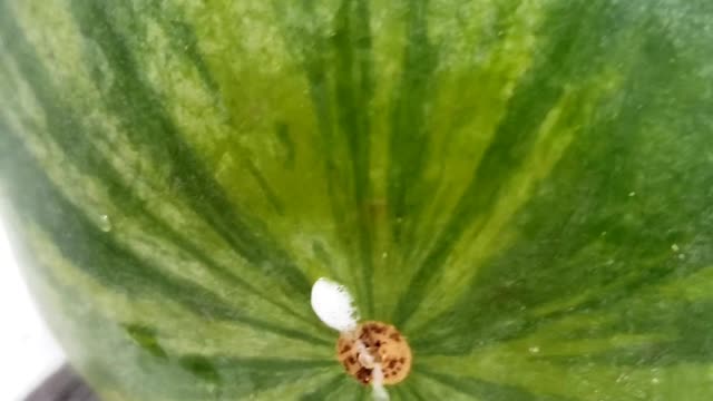 What is inside the watermelon?