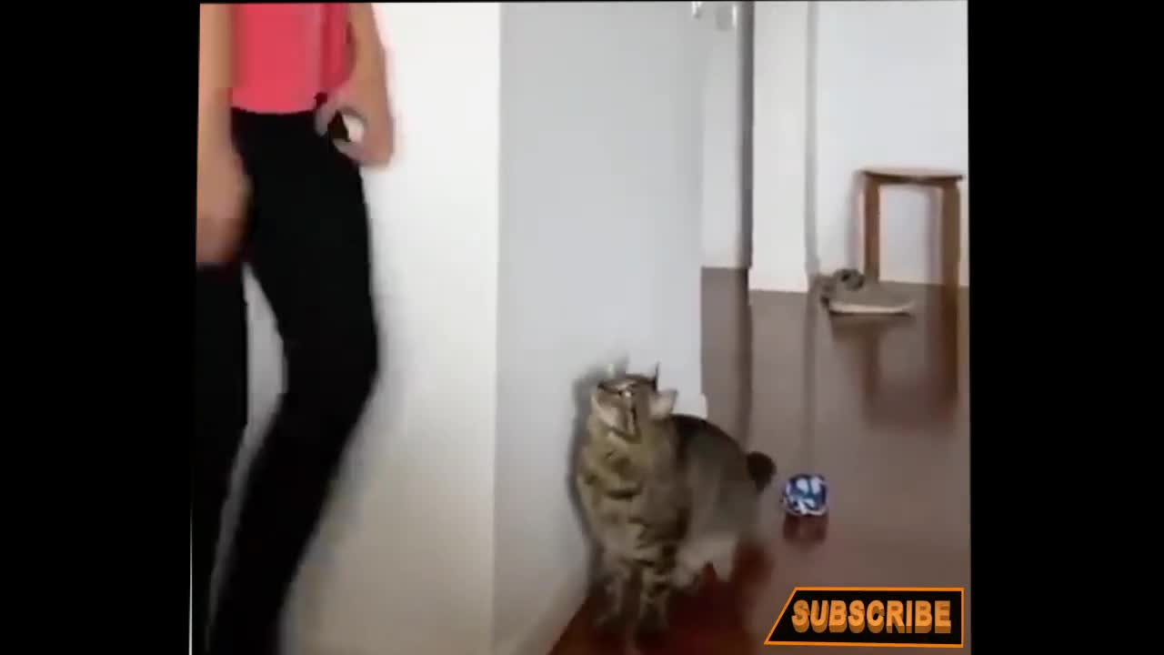 Watch this the owner is trying to prank his cat very funny reaction by the cat