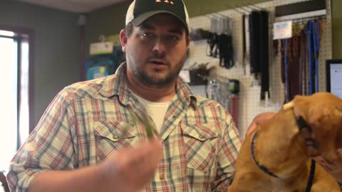 Dog Psychology 101