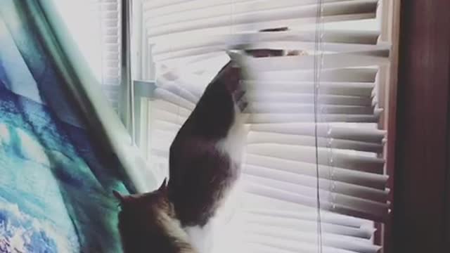 Cat attacks blinds