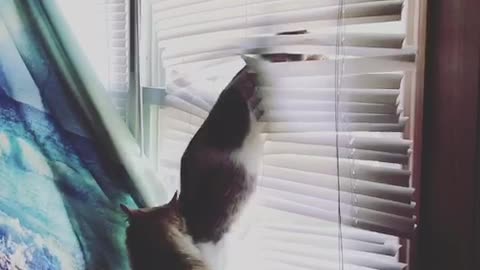 Cat attacks blinds