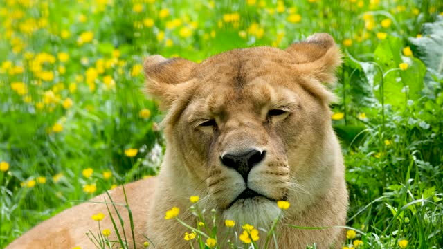 Funny scene of a lioness yawning