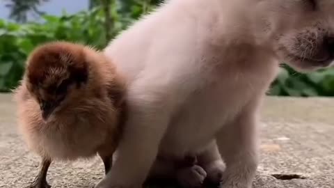 Cute sleepy puppy video and chick