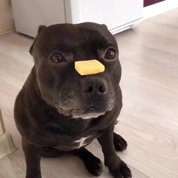 smart dog with cheese