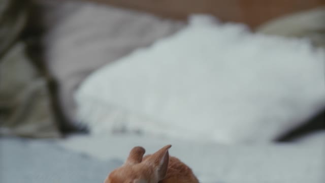 The cute arent eating carrots