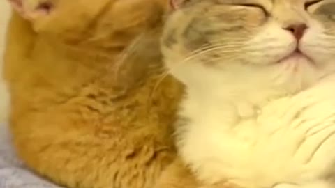 Two cute little cats