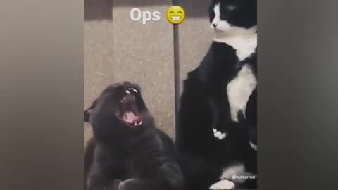 Funny pets