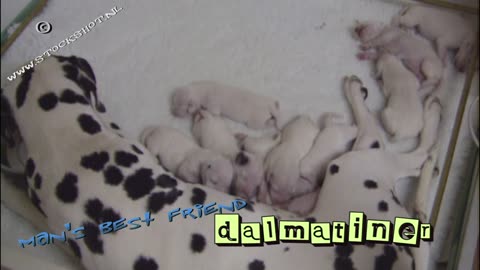 Dalmation dog litter